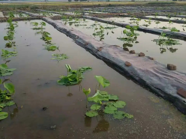 浅水莲藕种植用什么塑料膜图片第1张-盈旭土工材料